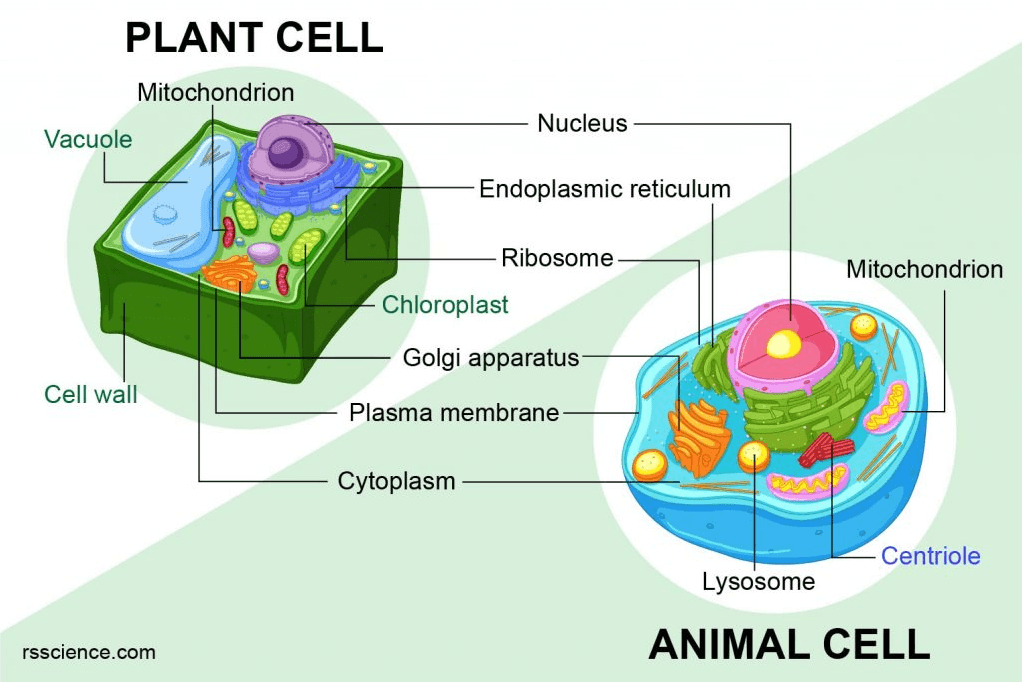 PLANT CELL Mitochondrion Nucleus Vacuole Endoplasmic reticulum Ribosome Mitochondrion Chloroplast Golgi apparatus Cell wall Plasma membrane Cytoplasm Centriole Lysosome rsscience.com ANIMAL CELL 