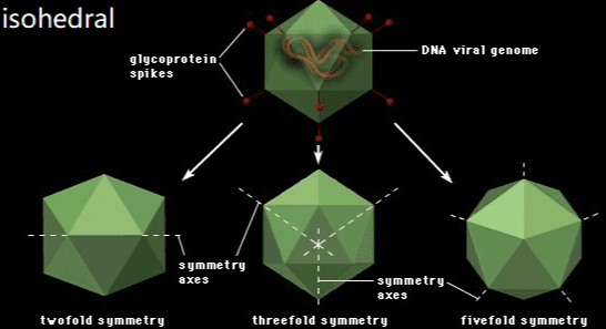 bacteriophage head DNA neck tail base plate tail fibre kompleks 
isohedral DNA viral genome glycoprotein spikes symmetry axes symmetry axes twofold symmetry threefold symmetry fivefold symmetry 
protein spikes RNA 20000 00000000 ceeeee envelope capsid ©2006 Merriam-Webster, Ino. Amplop 
Heliks RNA core protein molecule 