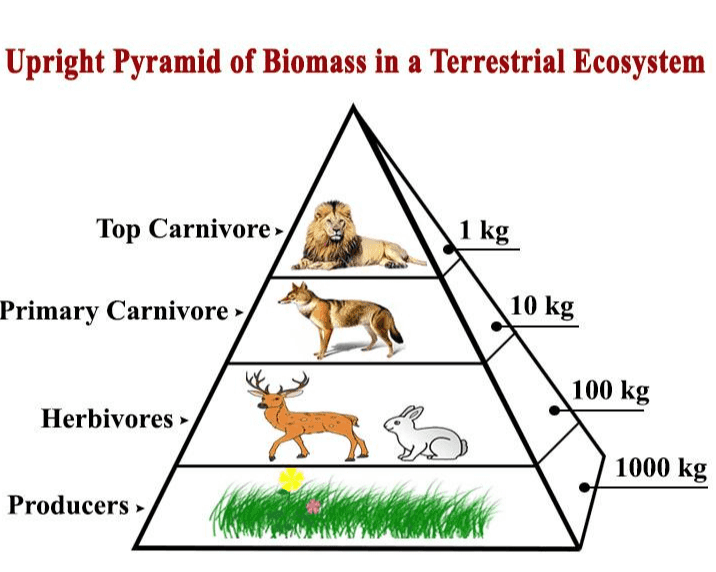 Upright Pyramid of Biomass in a Terrestrial Ecosystem Top Carnivore » 1 kg Primary Carnivore 10 kg 100 kg Herbivores 1000 kg Producers » 