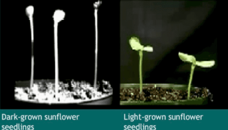 Auxin eradication causes a terminal bud to point toward the sun. Sunlight from above. The plant produces auxins in equal amounts around the shoot. The terminal bud shoot grows straight terminal bud elongated cells Sunlight from one side. The sun eradicates the auxins on the sunnyside causing the cells on the shady side grown longer. This makes the tip point toward the sun. 
Dark-grown sunflower seedlings Light-grown sunflower seedlings 
Without light With light Day 5 