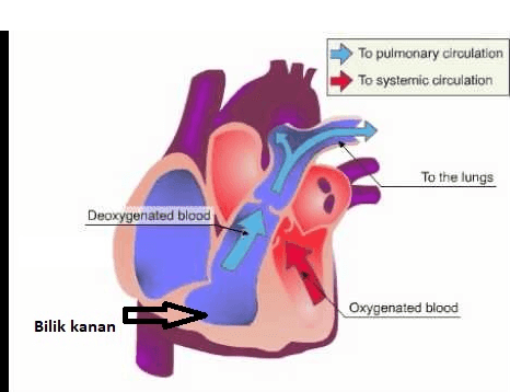 To pulmonary circulation To systemic circulation To the lungs Deoxygenated blood Oxygenated blood Bilik kanan 