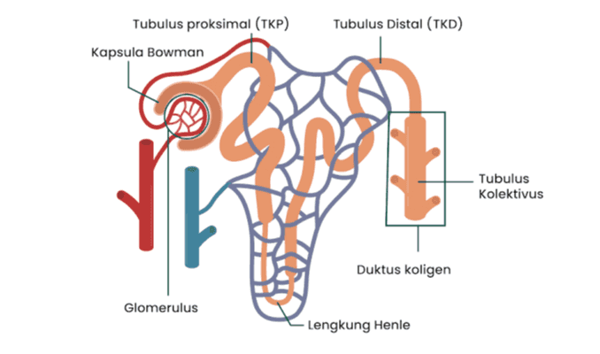 Tubulus Distal (TKD) Tubulus proksimal (TKP) Kapsula Bowman Tubulus Kolektivus Duktus koligen Glomerulus Lengkung Henle 