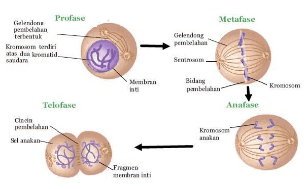 Metafase Profase Gelendong pembelahan terbentuk Kromosom terdiri atas dua kromatid. saudara Gelendong pembelahan Sentrosom Membran inti Bidang pembelahan Kromosom Anafase Telofase Cincin pembelahan Sel anakan Kromosom anakan Fragmen membran inti 