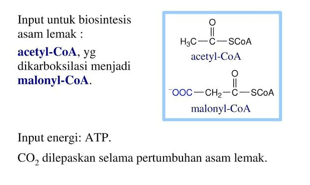 Input untuk biosintesis asam lemak : acetyl-CoA, yg dikarboksilasi menjadi malonyl-CoA. II H3C-C-SCOA acetyl-CoA O II COOC-CH2-C-SCoA malonyl-CoA Input energi: ATP. CO, dilepaskan selama pertumbuhan asam lemak. 
Keterkaitan Katabolisme Karbohidrat, Lemak, dan Protein PROTEIN KARBOHIDRAT LEMAK ASAM AMINO GULA GLISEROL ASAM LEMAK GLIKOLISIS 1 GLUKOSA 1 NH ASAM KETO GLISERALDEHID-3P PIRUVAT UREA ASETIL CO-A Dikeluarkan dalam bentuk urine SIKLUS KREBS Rantai transpor elektron dan fosforilasi oksidatif sumber : pahamify 