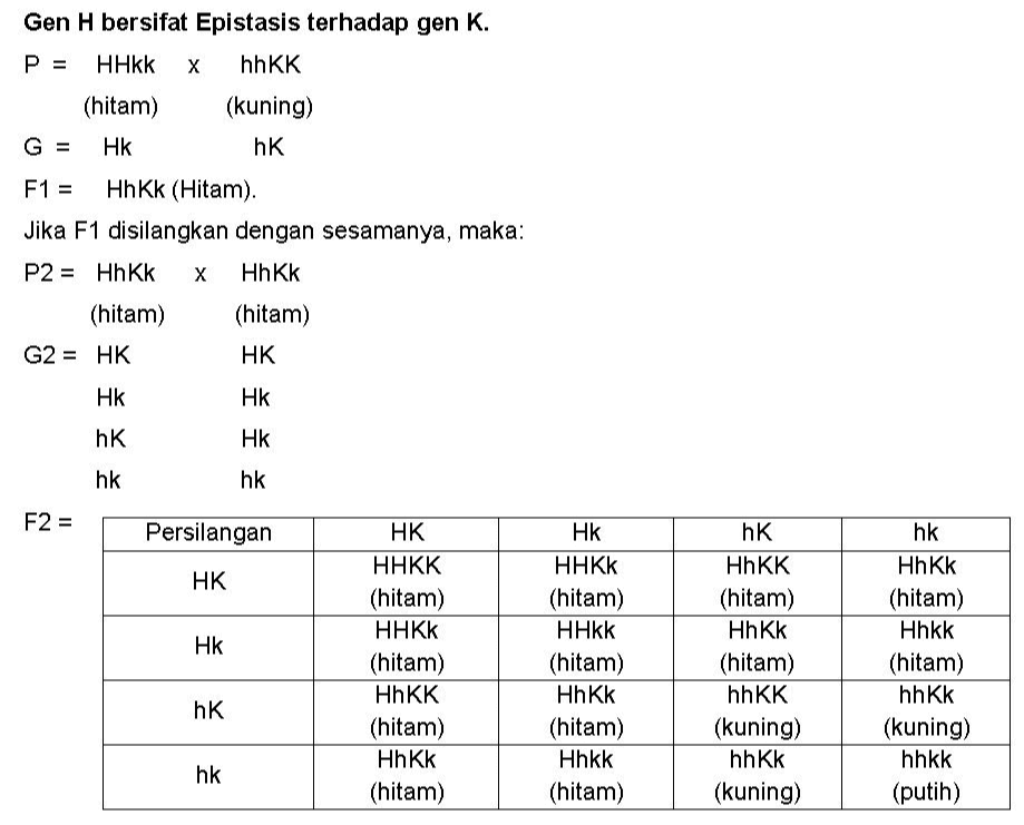 Gen H bersifat Epistasis terhadap gen K. P = HHkk х hhKK (hitam) (kuning) G = Hk ᏂᏦ F1 = HhKk (Hitam). Jika F1 disilangkan dengan sesamanya, maka: P2 = HhKk х НhKK (hitam) (hitam) G2 = HK HK Hk Hk hK Нk hk hk F2 = Persilangan HK Нk HK HHKK (hitam) HHKk (hitam) HAKK (hitam) HhKk (hitam) Нk HHKk (hitam) ННkk (hitam) НhKk (hitam) Hhkk (hitam) hK НhKK (hitam) HhKk (hitam) hhKK (kuning) hhkk (kuning) hk HhKk (hitam) Hhkk (hitam) hhkk (kuning) hhkk (putih) ҺК hk 