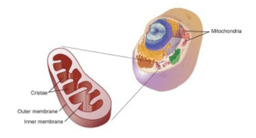 Mitochondria Cr City Outer membrane Imer membrane 