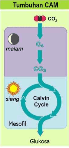 Tumbuhan CAM CO2 CA malam CO siang Calvin Cycle Mesofil Glukosa 