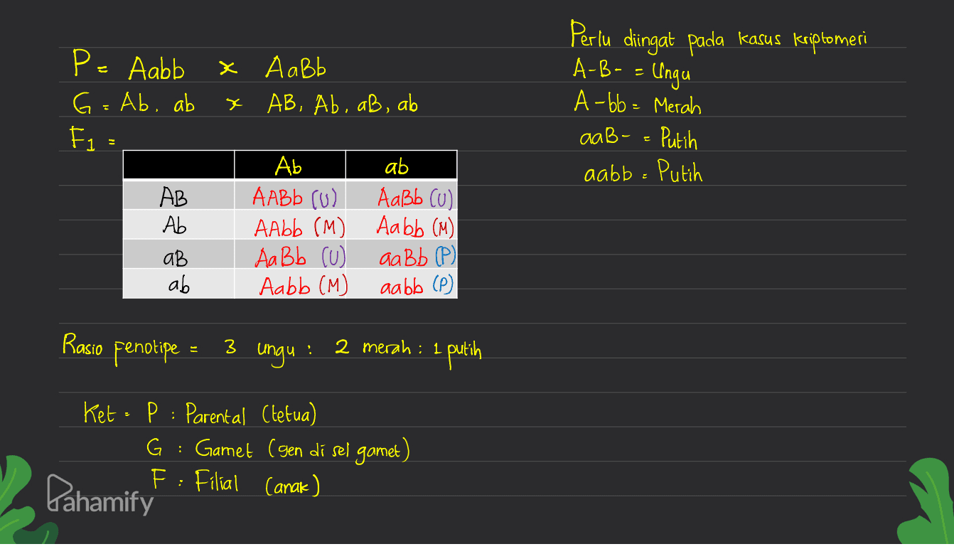 diingat pada kasus kriptomeri P= abb x Aabb x AB, Ab, ab, ab Perlu A-B- = Ungu A-bb= Merah Putih G=Ab, ab F1 = aaB- aabb = Putih AB Ab ар ab Ab ab AABB (U) АаВЬ (0) AAbb (M) Aabb (M) Aa Bb Cu AaBb ) Aabb (M) da bb (P) Rasio penotipe = 3 ungu ! 2 merah : 1 1 putih Ket : P: Parental (tetua) G : Gamet (gen di sel gamet) F : Filial (anak) Pahamify" 