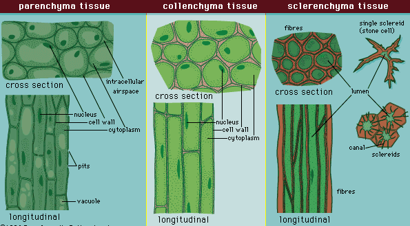 parenchyma tissue collenchyma tissue sclerenchyma tissue fibres single sclereid (stone cell) cross section intracellular airspace cross section lumen cross section nucleus -cell wall cytoplasm nucleus -cell wall -cytoplasm canal sclereids pits fibres vacuole longitudinal longitudinal longitudinal 