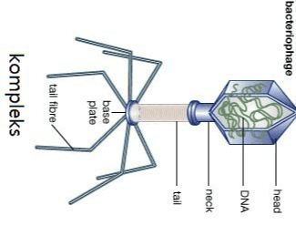 bacteriophage head DNA neck tail base plate tail fibre kompleks 
isohedral DNA viral genome glycoprotein spikes symmetry axes symmetry axes twofold symmetry threefold symmetry fivefold symmetry 
protein spikes RNA 20000 00000000 ceeeee envelope capsid ©2006 Merriam-Webster, Ino. Amplop 
Heliks RNA core protein molecule 