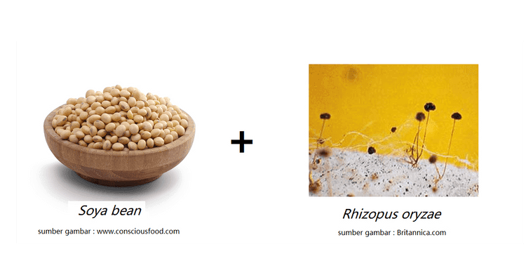 + Soya bean Rhizopus oryzae sumber gambar : www.consciousfood.com sumber gambar : Britannica.com 
