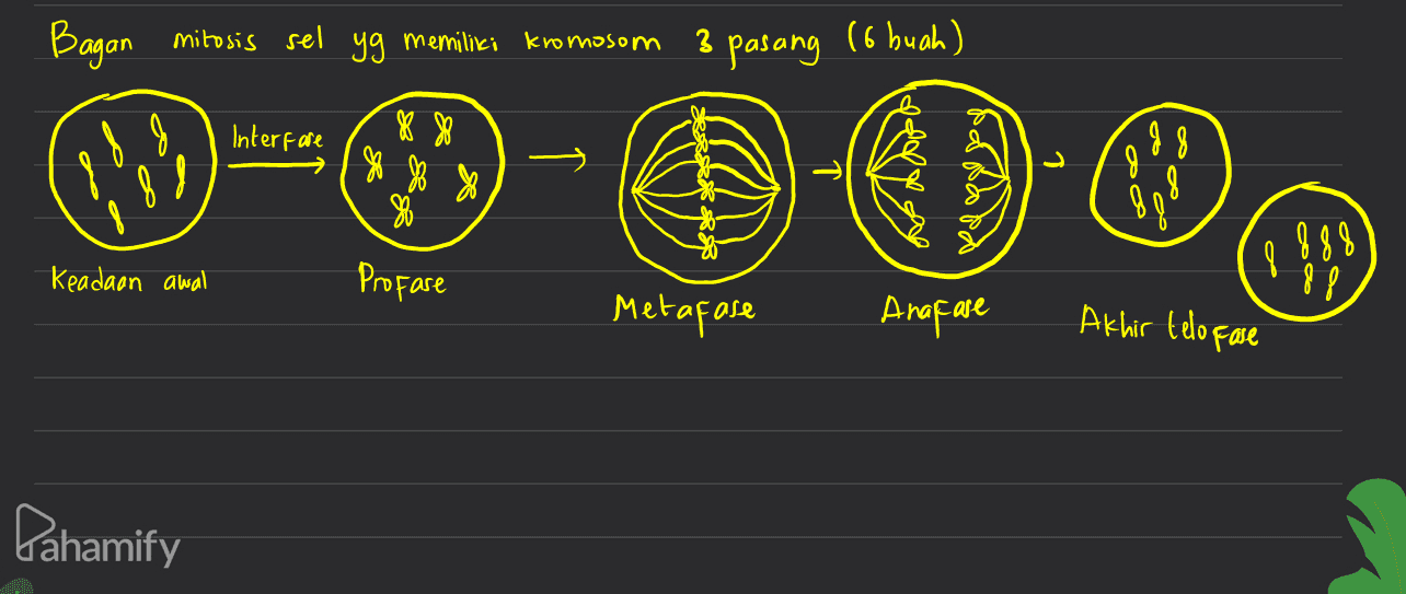Bagan mitosis sel 99 memiliki kromosom pasang (6 buah) Interfare g8 8 8 go 6 g 948 Keadaan awal Profase Metafase Anafare Akhir telofase Pahamify 