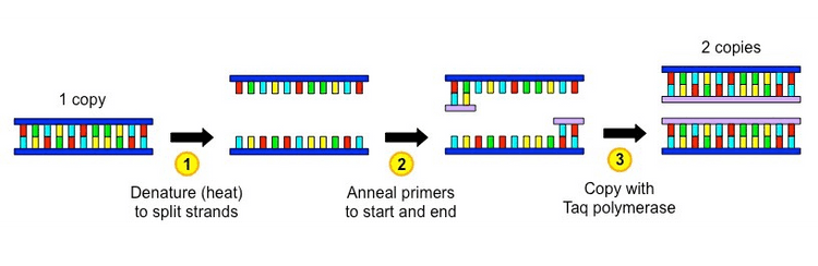 2 copies HTTLHATTI 1 copy ANT HHHHHHHH 3 UITLLUT 1 Denature (heat) to split strands 2 Anneal primers to start and end Copy with Taq polymerase 
ܚܐ 5' 5 5 3 an و لا إله wanted gene ៖ ಛಾ 4 4 4 4 | 5 الا يا په نا بها يا إله 5 3 template DNA in អក 5 inclosos ini ini ini ها و هه روه ها و ت 5 5 ក G? 5 5 P) 4 5 3 5 5 1st cycle 4th cycle Number of cloned genes 2nd cycle 0 3rd cycle 2 0 8 