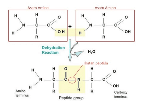 Asam Amino Asam Amino H H H H I-0 IO H OH H Н OH R R Dehydration Reaction H,0 Ikatan peptida H H но N H 1 R 1 H 20 Amino terminus OH Carboxy terminus Peptide group 