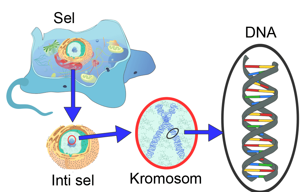 Cell Sumber : https://pin.it/QJAhk51 DNA 00C Gen Nukleus Kromosom 