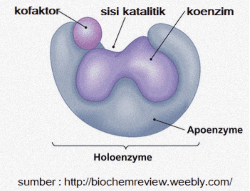 kofaktor sisi katalitik koenzim Apoenzyme Holoenzyme sumber : http://biochemreview.weebly.com/ 
