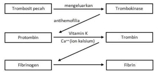 Trombosit pecah mengeluarkan Trombokinase antihemofilia Protombin Vitamin K Ca- ion kalsium) Trombin Fibrinogen Fibrin 
