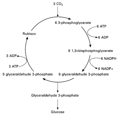 3 CO 6 3-phosphoglycerate -6 ATP Rubisco 6 ADP 3 ADP 6 1,3-bisphosphoglycerate -6 NADPH ЗАТР. -6 NADP+ 5 glyceraldehyde 3-phosphate 6 glyceraldehyde 3-phosphate Glyceraldehyde 3-phosphate Glucose 