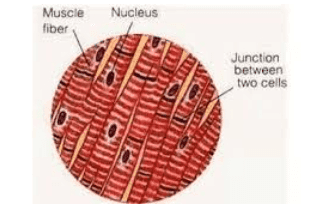 Muscle Nucleus fiber Junction between two cells 