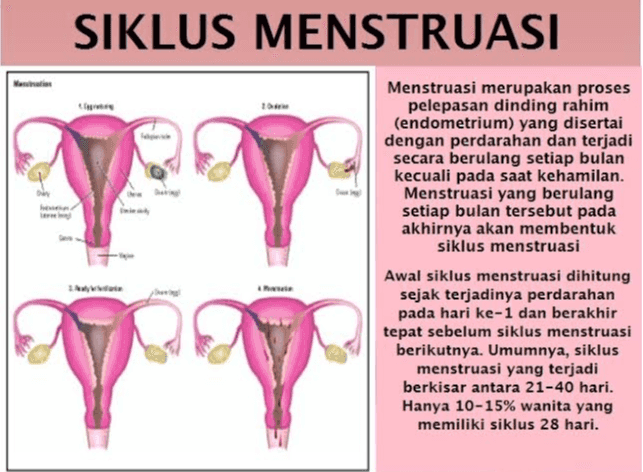 SIKLUS MENSTRUASI Menstruasi merupakan proses pelepasan dinding rahim (endometrium) yang disertai dengan perdarahan dan terjadi secara berulang setiap bulan kecuali pada saat kehamilan. Menstruasi yang berulang setiap bulan tersebut pada akhirnya akan membentuk siklus menstruasi Awal siklus menstruasi dihitung sejak terjadinya perdarahan pada hari ke-1 dan berakhir tepat sebelum siklus menstruasi berikutnya. Umumnya, siklus menstruasi yang terjadi berkisar antara 21-40 hari. Hanya 10-15% wanita yang memiliki siklus 28 hari. 