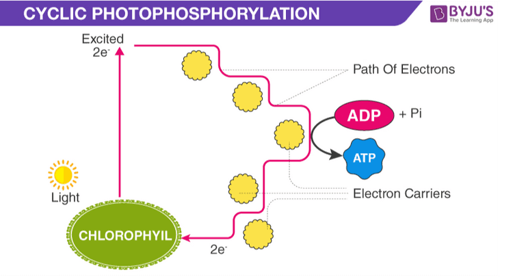 Fotofosforilasi Fotofosforilasi Siklik Nonsiklik Hanya melibatkan foto- Melibatkan fotosistem sistem I. dan II. Menghasilkan ATP. Menghasilkan ATP dan NADPH. Tidak terjadi fotolisis air. Terjadi fotolisis air untuk menutupi ke- kurangan elektron pada fotosistem II. 
BBYJU'S The Learning App CYCLIC PHOTOPHOSPHORYLATION Excited 2e Path Of Electrons ADP + Pi ATP Light Electron Carriers CHLOROPHYIL 2e 
The Learning App NON-CYCLIC PHOTOPHOSPHORYLATION BBYJU'S Excited 2e Path Of Electrons ADP + Pi ATP Light NAPD+ 1/20, NADPH CHLOROPHYIL+2e H, 02H+ Electron Carriers Photolysis of water 