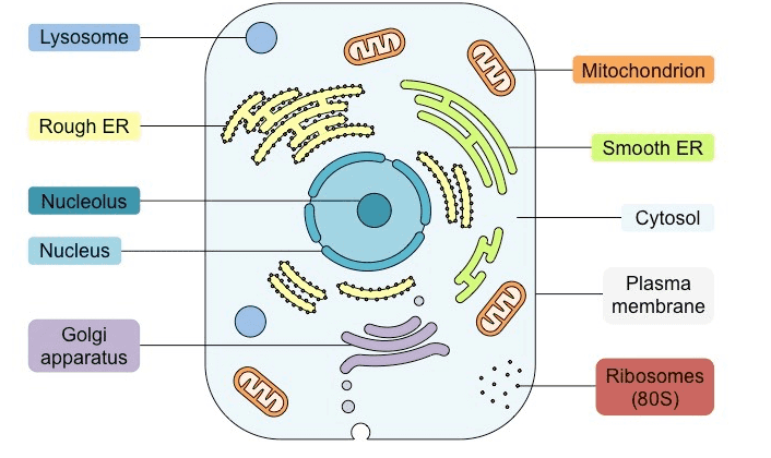 Lysosome Mitochondrion Rough ER Smooth ER Nucleolus Cytosol Nucleus 25 3 UD Plasma membrane Golgi apparatus am Ribosomes (805) 
Muscle Cardiac Heart Vascular - Human XOXOXOX Cell Tissue Organ System - Organism 1 