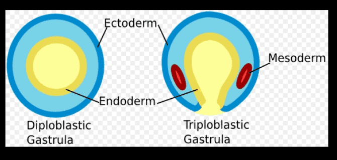 Ectoderm Mesoderm Endoderm Diploblastic Gastrula Triploblastic Gastrula 