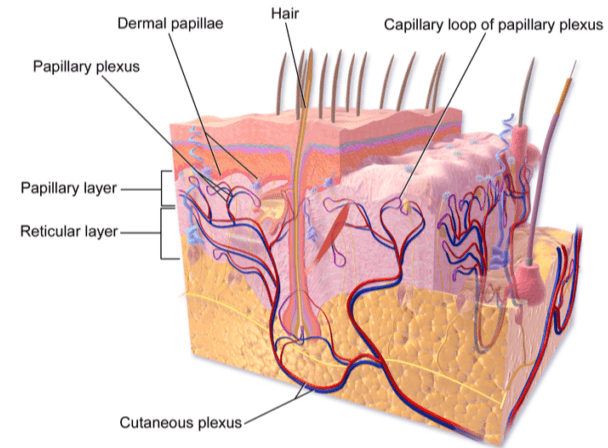 Hair Dermal papillae Capillary loop of papillary plexus Papillary plexus Papillary layer Reticular layer Cutaneous plexus 