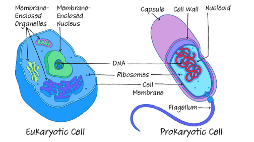 Capsule Cell Wall Nucleoid Membrane- Membrane- Enclosed Enclosed Organelles Nucleus DNA Ribosomes Cell Membrane Flagellum Eukaryotic cell Prokaryotic Cell 
Prokaryotes Eukaryotes DNA is naked DNA DNA is circular Usually no introns No nucleus No membrane-bound 70S ribosomes Binary fission DNA bound to protein DNA is linear Usually has introns Has a nucleus Membrane-bound 80S ribosomes Mitosis and meiosis Organelles Reproduction Single chromosome (haploid) Chromosomes paired (diploid or more) Average Size Smaller (-1-5 pm) Larger (~10–100 pm) 