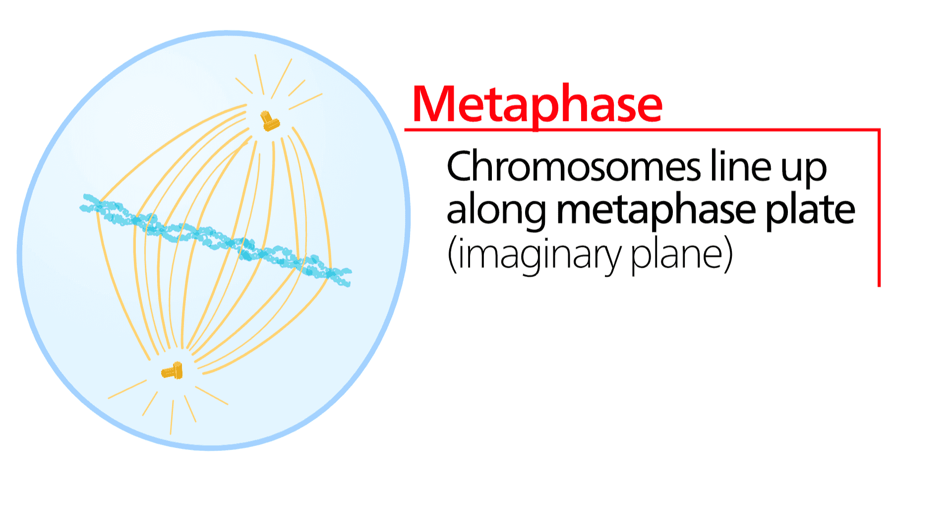 Metaphase Chromosomes line up along metaphase plate (imaginary plane) 