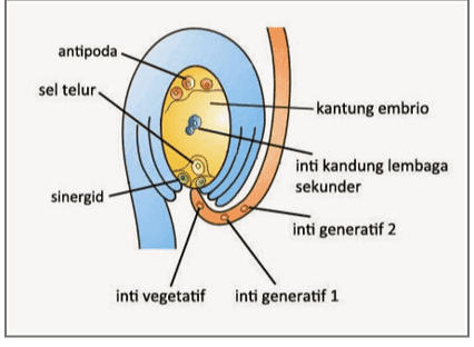 antipoda sel telur -kantung embrio inti kandung lembaga sekunder sinergid inti generatif 2 inti vegetatif inti generatif 1 