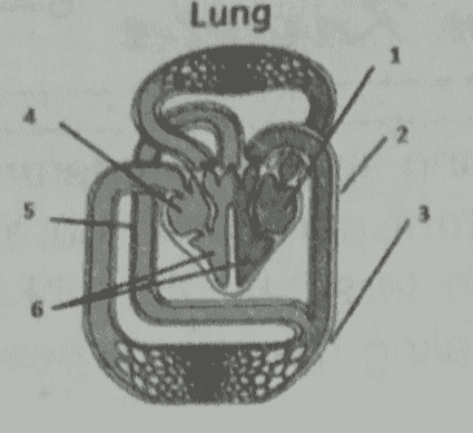 Lung 1 5 3 9 