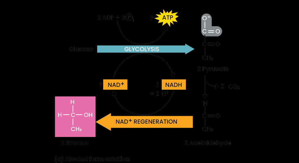 2 ADP ATP -- CEO Glucose GLYCOLYSIS CHa 2 Pyruvate -- NAD+ NADH => 2 H+ H н— C— ОН NAD+ REGENERATION CH3 CHE 2 Echamon 2 Acetaldehyde (a) Aleahol fermentation 