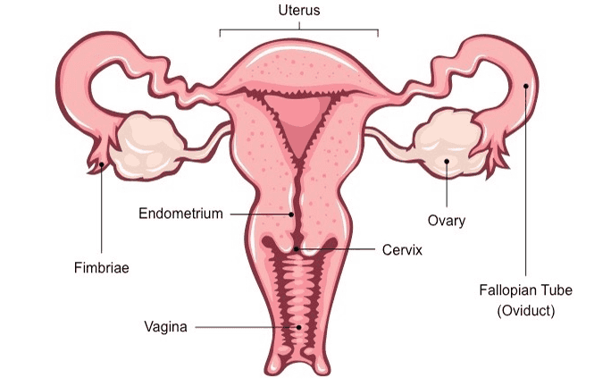 Uterus Endometrium Ovary Cervix Fimbriae Fallopian Tube (Oviduct) Vagina 