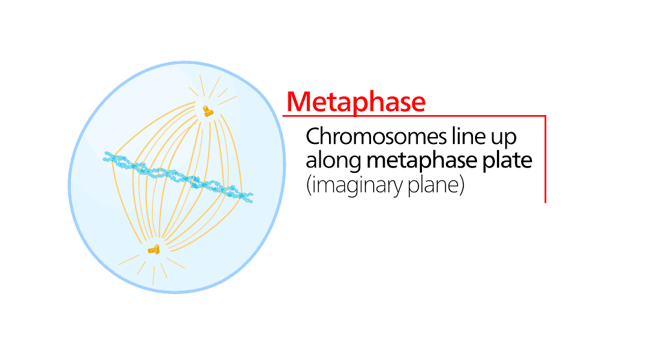 Metaphase Chromosomes line up along metaphase plate (imaginary plane) 3 