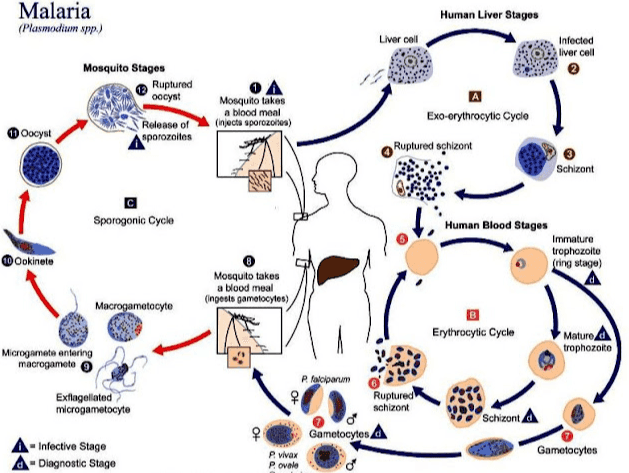 Malaria (Plasmodium spp.) Human Liver Stages Liver cell Infected liver cell Mosquito Stages Ruptured oocyst OA Mosquito takes a blood meal (injecta sporozolia) Exo-orythrocytic Cycle Oocyst Release of A sporozoites Ruptured schizont Schizont Sporogonic Cycle 1 Human Blood Stages Ookinete Immature trophozoito (ring stage) Mosquito takes a blood meal ingests gametocytos) Macrogametocyte Erythrocytic Cycle Mature trophozoite Microgamete antering macrogamoto 우 Exflagellated microgametocyte P. Kalciparum Ruptured schizont q 워 Gametocytes vivax Povale Schizont Infective Stage Diagnostic Stage Gametocytes 