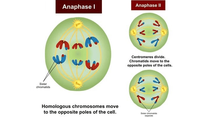 Anaphase Anaphase II У TAN nam Centromeres divide. Chromatids move to the opposite poles of the cells. Sister chromatids sas 17 Homologous chromosomes move to the opposite poles of the cell. Sister chromatids separate 