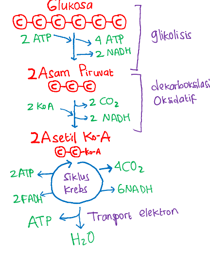 I Glukosa ©-©---- 2 АТРУ 4 ATP glikolisis → 2 NADH 2 Asam Piruvat --@ dekarboksilasi 2KOA is 12 CO₂ Oksidatif 12 2 NADH 2 Asetil Ko-A @-@-ko-A ZATP +4CO2 Siklus krebs → GNADH ZFADHE ATP of Transport elektion H₂O 