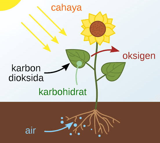 cahaya oksigen karbon dioksida karbohidrat air 