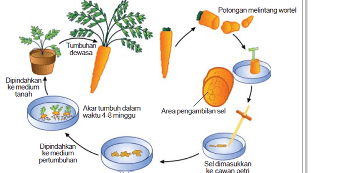 Potongan melintang wortel Tumbuhan dewasa Dipindahkan ke medium tanah Akar tumbuh dalam waktu 4-8 minggu Area pengambilan sel Dipindahkan ke medium pertumbuhan Sel dimasukkan ke cawan petri 