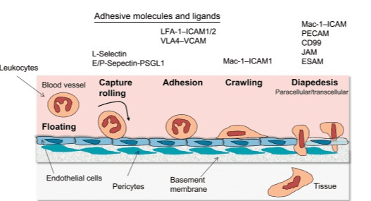 Adhesive molecules and ligands LFA-1-ICAM1/2 VLA4-VCAM L-Selectin E/P-Sepectin-PSGL1 Mac-1-ICAM1 Leukocytes Blood vessel Capture Adhesion Crawling rolling Mac-1-ICAM PECAM CD99 JAM ESAM Diapedesis Paracellular/transcellular Floating Endothelial cells Pericytes Basement membrane Tissue 