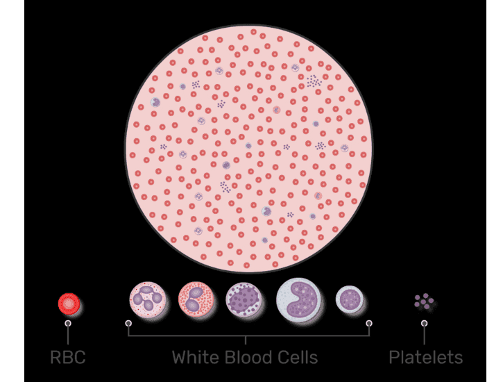 O 0 RBC White Blood Cells Platelets 