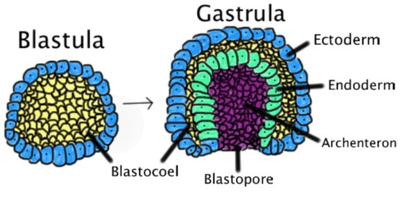 Gastrula Blastula Ectoderm Endoderm Archenteron Blastocoel Blastopore 