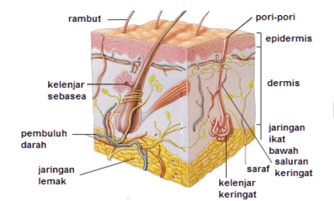 rambut pori-pori epidermis dermis kelenjar sebasea pembuluh darah jaringan ikat bawah saluran saraf keringat kelenjar keringat jaringan lemak 