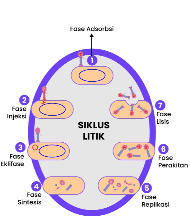 Fase Adsorbsi 2 Fase Injeksi 7 Fase Lisis SIKLUS LITIK 3 Fase Eklifase 6 Fase Perakitan 5 4 Fase Sintesis 5 Fase Replikasi 
