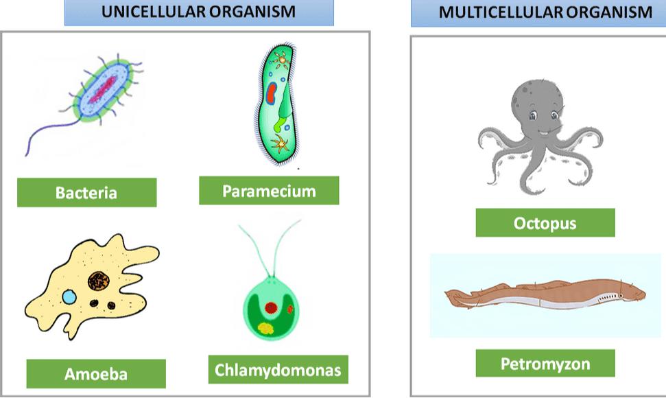 UNICELLULAR ORGANISM MULTICELLULAR ORGANISM Bacteria Paramecium Octopus Amoeba Chlamydomonas Petromyzon Petromyzon 