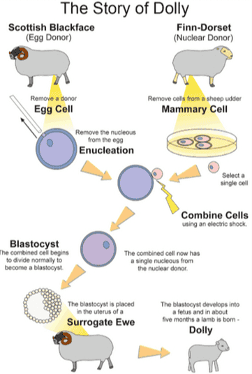 Large Intestine Guiding Arm Uterus Bladder loseminating Rod Ovarios 
The Story of Dolly Scottish Blackface Finn-Dorset (Egg Donor) (Nuclear Donor) Remove a donor Egg Cell Remove cells from a sheep udder Mammary Cell Remove the nucleous from the ego Enucleation Select a single cell Combine Cells using an electric shock. Blastocyst The combined cell begins to divide normally to become a blastocyst. The combined cell now has a single nucleous from the nuclear donor The blastocyst is placed in the uterus of a Surrogate Ewe The blastocyst develops into a fetus and in about five months a lambis born Dolly 