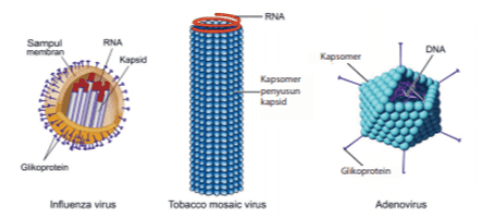 RNA Sampul membran RNA Kapsid DNA Kapsomer Kapsomer -penyusun Lapsid Glikoprotein Glikoprotein Influenza virus Tobacco mosaic vinus Adenovirus 
Pada tahap awal, wirus Induk mencari sel inang, dan mulai melakukan proses adsorpsi Pada kasus yang jarang terjadi profag dapat dinduk menjadi aktit sehingga masuk ke siklus Tahap adsorps Kapsid Asam nukleat (DNA Tahap Penetrasi asam nukleat masuk ke dalam senang DAUR LITIK DAUR LISOGENIK Tahap llisis (virus-virus baru keluar dari tubuh selinang yang hancur) Tahap Penggabungan Tahap replikasi Leben Protag bereplikasi setiap anaknya akan mewarisi protag Tahap perakitan penggabungan bagian-bagian tubuh Virus) Tahap sintesis dan replikasi penyusunan dan pembentukan bagian-bagian tubuh Virus baru) Protag 
OMO Influenza virus Tobbaco mosaic virus Adenovirus 