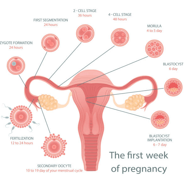 2 - CELL STAGE 36 hours 4-CELL STAGE 48 hours FIRST SEGMENTATION 24 hours MORULA 4 to 5 day ZYGOTE FORMATION 24 hours BLASTOCYST 6 day FERTILIZATION 12 to 24 hours అని BLASTOCYST IMPLANTATION 6-7 day The first week SECONDARY OOCYTE 10 to 19 day of your menstrual cycle of pregnancy 