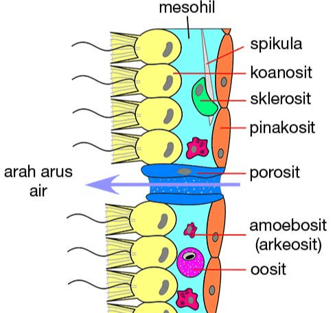 mesohil spikula koanosit sklerosit pinakosit 0 arah arus air porosit amoebosit (arkeosit) oosit 